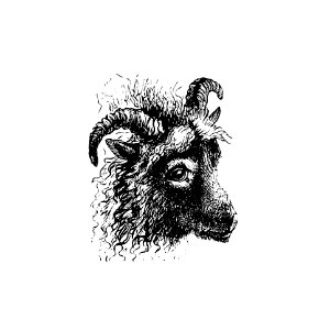 Goat from Aileen Aroon: a Memoir [of a dog]. With Other Tales of Faithful Friends and Favourites, Sketched From the Life (1884) published by Gordon Stables.