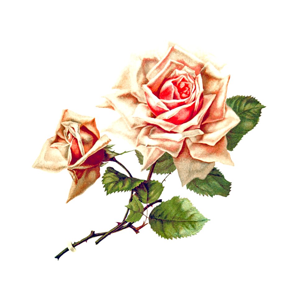 Rose from Songs of Love and Joy. Poems published by H.J Drane (1888).