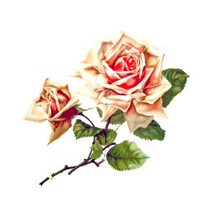 Rose from Songs of Love and Joy. Poems published by H.J Drane (1888).. Free illustration for personal and commercial use.