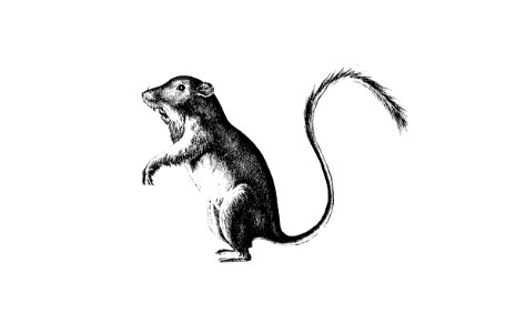 Perognathus from Report of an Expedition Down the Zuni and Colorado Rivers (1853) published by Lorenzo Sitgeaves.