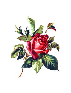 Rose from Poets in the Garden published by T. Fisher Unwin (1886).. Free illustration for personal and commercial use.