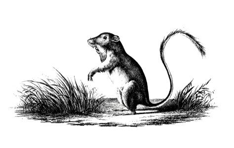 Perognathus from Report of an Expedition Down the Zuni and Colorado Rivers (1853) published by Lorenzo Sitgeaves.