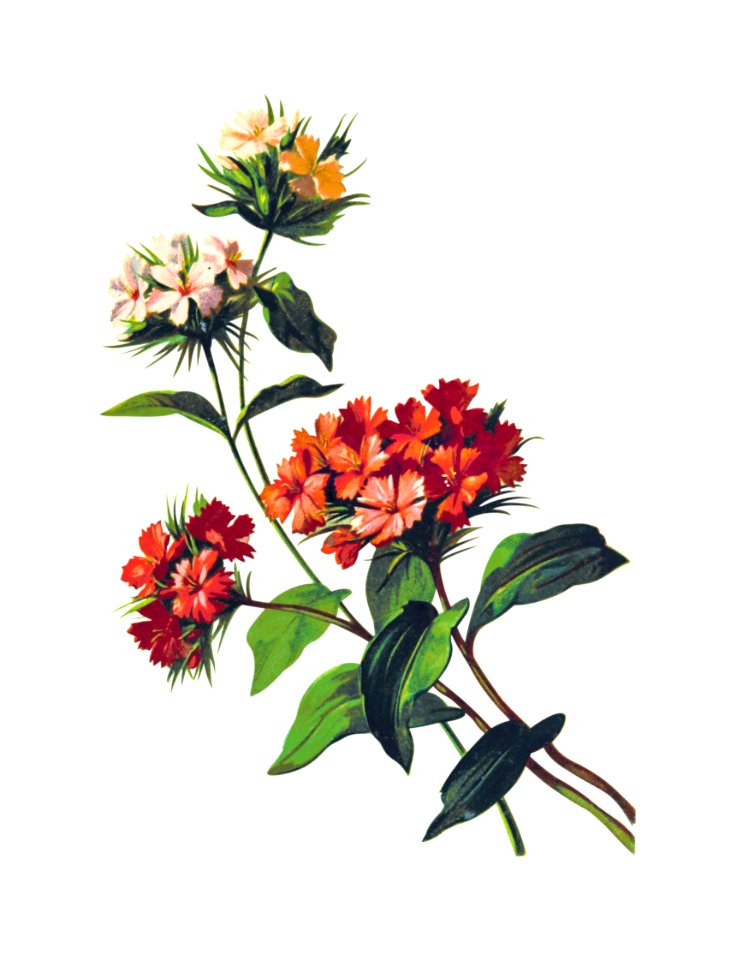 Sweet William flower from Poets in the Garden published by T. Fisher Unwin (1886).