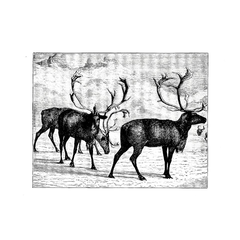 Reindeers from Nimrod In The North, Or Hunting And Fishing Adventures In The Arctic Regions published by Cassell & Co. (1885).. Free illustration for personal and commercial use.