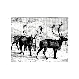 Reindeers from Nimrod In The North, Or Hunting And Fishing Adventures In The Arctic Regions published by Cassell & Co. (1885).. Free illustration for personal and commercial use.