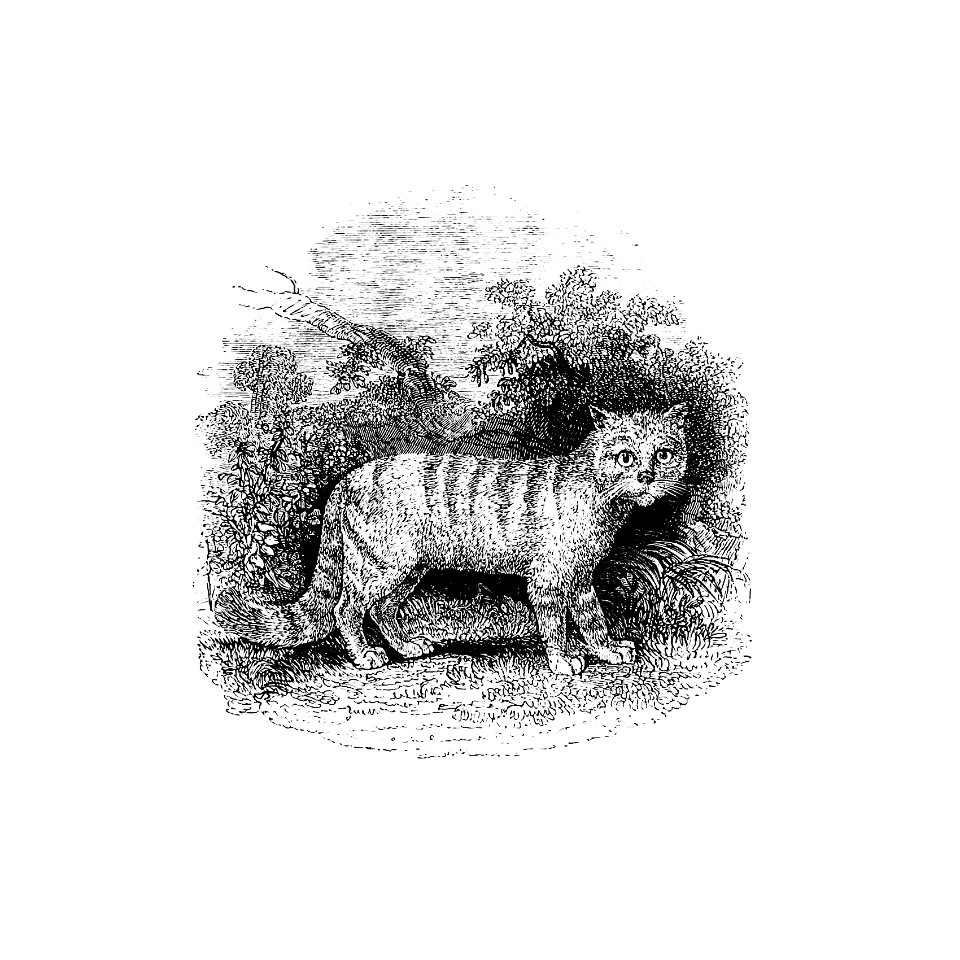 Cat published by William Blackwood & Sons (1840).
