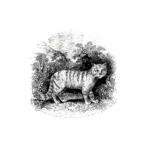 Cat published by William Blackwood & Sons (1840).. Free illustration for personal and commercial use.
