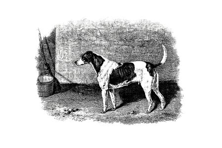 American Foxhound from The Life of a Foxhound (1848) published by John Mills.. Free illustration for personal and commercial use.