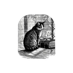 Domestic cat from Aileen Aroon, A Memoir Of A Dog. With Other Tales Of Faith Friends And Favourites, Sketched From The Life published by Bradbury & Evans (1858).. Free illustration for personal and commercial use.