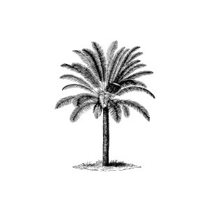 Tropical tree from Manual Of Geology, Treating Of The Principles Of The Science With Special Reference To American Geological History... Revised Edition published by Ivison, Blakeman, Taylor & Co, (1880).. Free illustration for personal and commercial use.