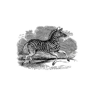 Zebra from The Land of the Lion; or, Adventures Among the Wild Animals of Africa (1876).. Free illustration for personal and commercial use.