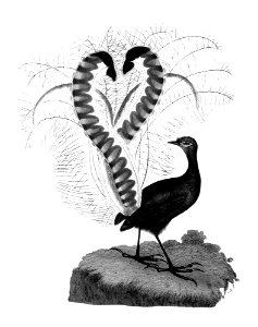 Lyrebird from An Account of the English Colony in New South Wales (1804) published by David Collins.. Free illustration for personal and commercial use.