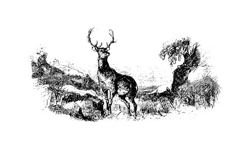 Wild deer from The Poetical Works Of Oliver Goldsmith (1888).
