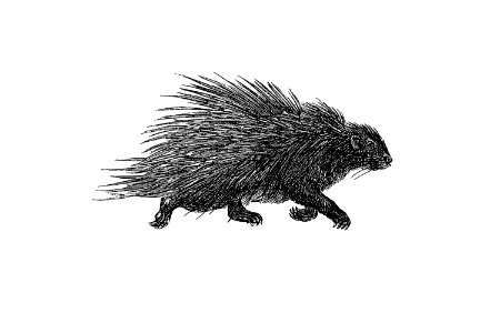 Hedgehog from Portuguese Expedition to Muatianvua Ethnographia and Traditional History of the People of Lunda... Edition Illustrated by H. Casanova (1890).. Free illustration for personal and commercial use.