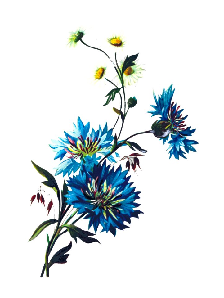 Daisy Corn Flower from Poets in the Garden published by T. Fisher Unwin (1886).