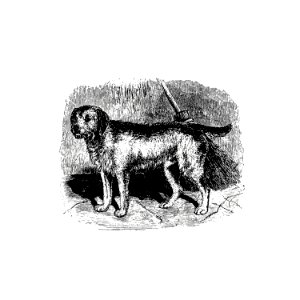 Retriever for loch-shooting published by William Blackwood & Sons (1840).. Free illustration for personal and commercial use.