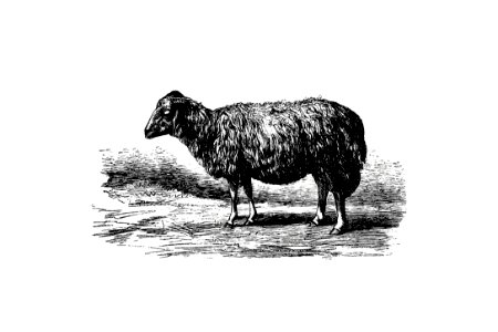 Sheep, In The Malakani Colony from Russia Described And Illustrated By Dixon, Biancardi, Moynet, Vereschaguine And Henriet, And By Professor A. Degubernatis (1877).. Free illustration for personal and commercial use.