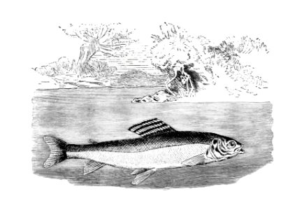 Grayling from Nimrod In The North, Or Hunting And Fishing Adventures In The Arctic Regions published by Cassell & Co. (1885).. Free illustration for personal and commercial use.
