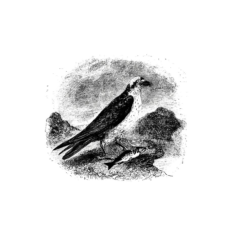 Water eagle published by William Blackwood & Sons (1840).. Free illustration for personal and commercial use.