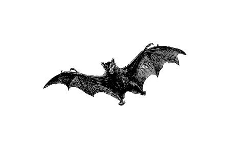 Flying bat from Woodland Romances; Or, Fables And Fancies by Clara L. Mateaux (1877).. Free illustration for personal and commercial use.