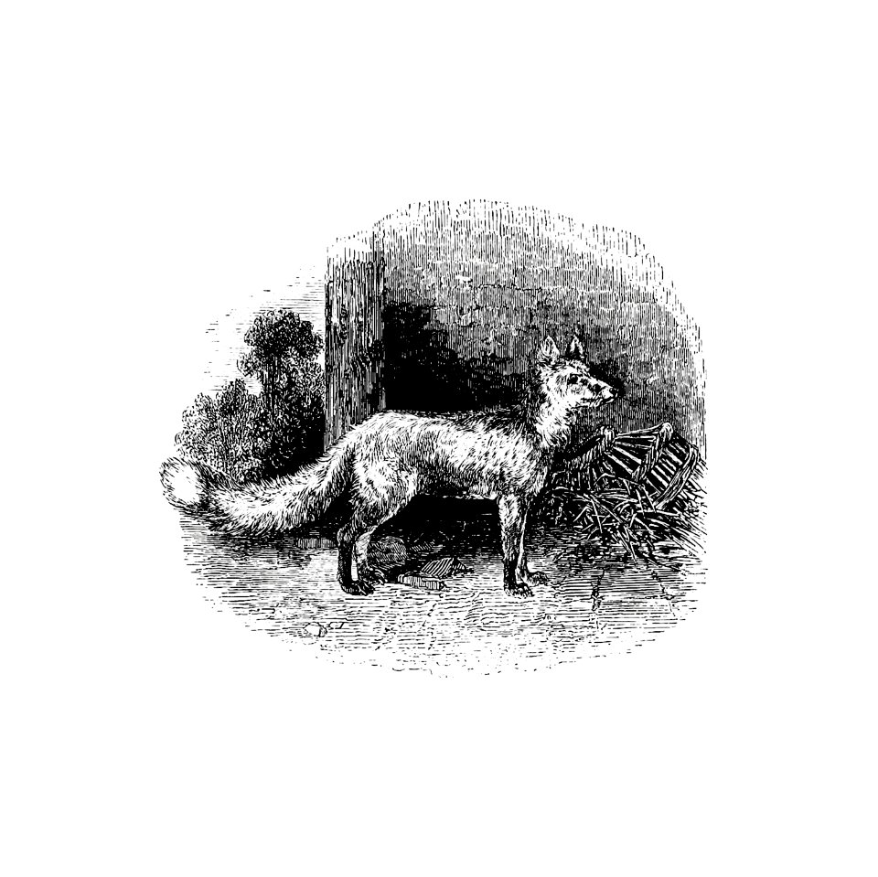 Cur fox published by William Blackwood & Sons (1840).. Free illustration for personal and commercial use.