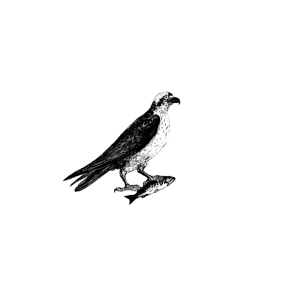Water eagle published by William Blackwood & Sons (1840).