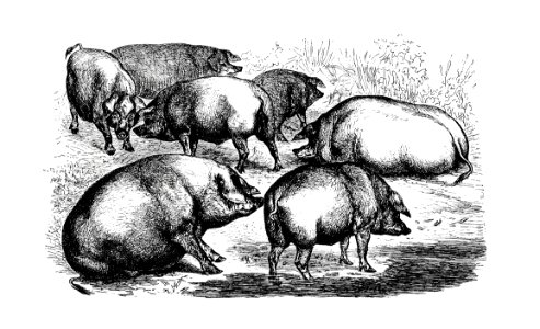 Majorcan pigs from The Balearic Islands illustrated by Louis Salvator (1897).. Free illustration for personal and commercial use.