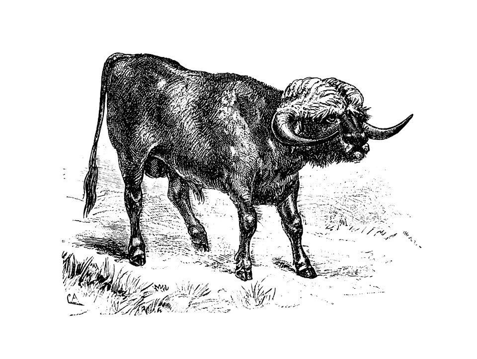 Bull from Portuguese Expedition To Muatianvua. Ethnographie And Traditional History Of The People Of The Lunda ... edited by H. Casanova (1890).