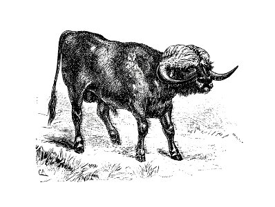 Bull from Portuguese Expedition To Muatianvua. Ethnographie And Traditional History Of The People Of The Lunda ... edited by H. Casanova (1890).. Free illustration for personal and commercial use.