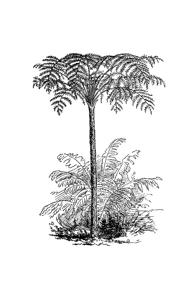 Reinforced Tree Fern from Our Knowledge Of The Earth. General Geography And Area Studies, Edited Under The Expert Assistance Of A. Kirchhoff (1886).. Free illustration for personal and commercial use.