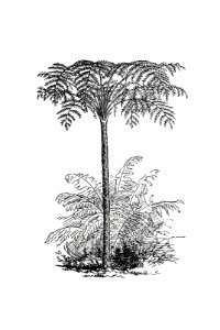 Reinforced Tree Fern from Our Knowledge Of The Earth. General Geography And Area Studies, Edited Under The Expert Assistance Of A. Kirchhoff (1886).. Free illustration for personal and commercial use.