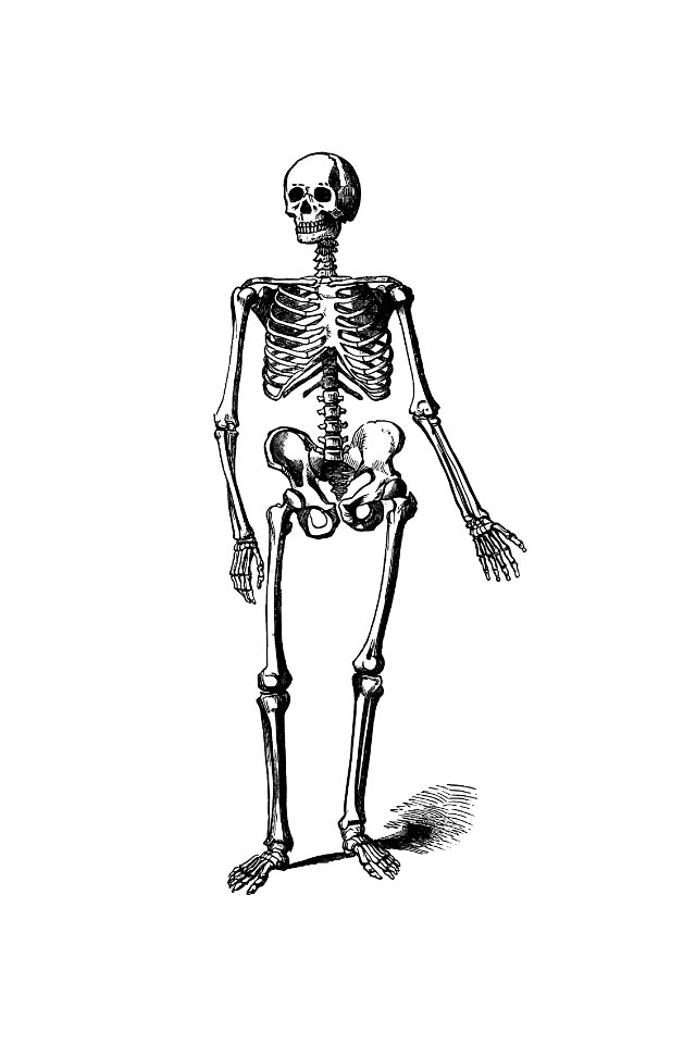 Skeleton of a man from Adventures In The Great Forest Of Equatorial Africa And The Country Of The Dwarfs... An Abridged...Edition...With...Illustrations published by J. Murray (1890).