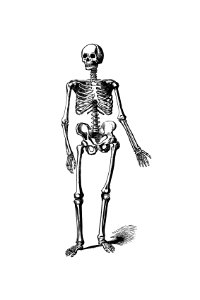 Skeleton of a man from Adventures In The Great Forest Of Equatorial Africa And The Country Of The Dwarfs... An Abridged...Edition...With...Illustrations published by J. Murray (1890).. Free illustration for personal and commercial use.