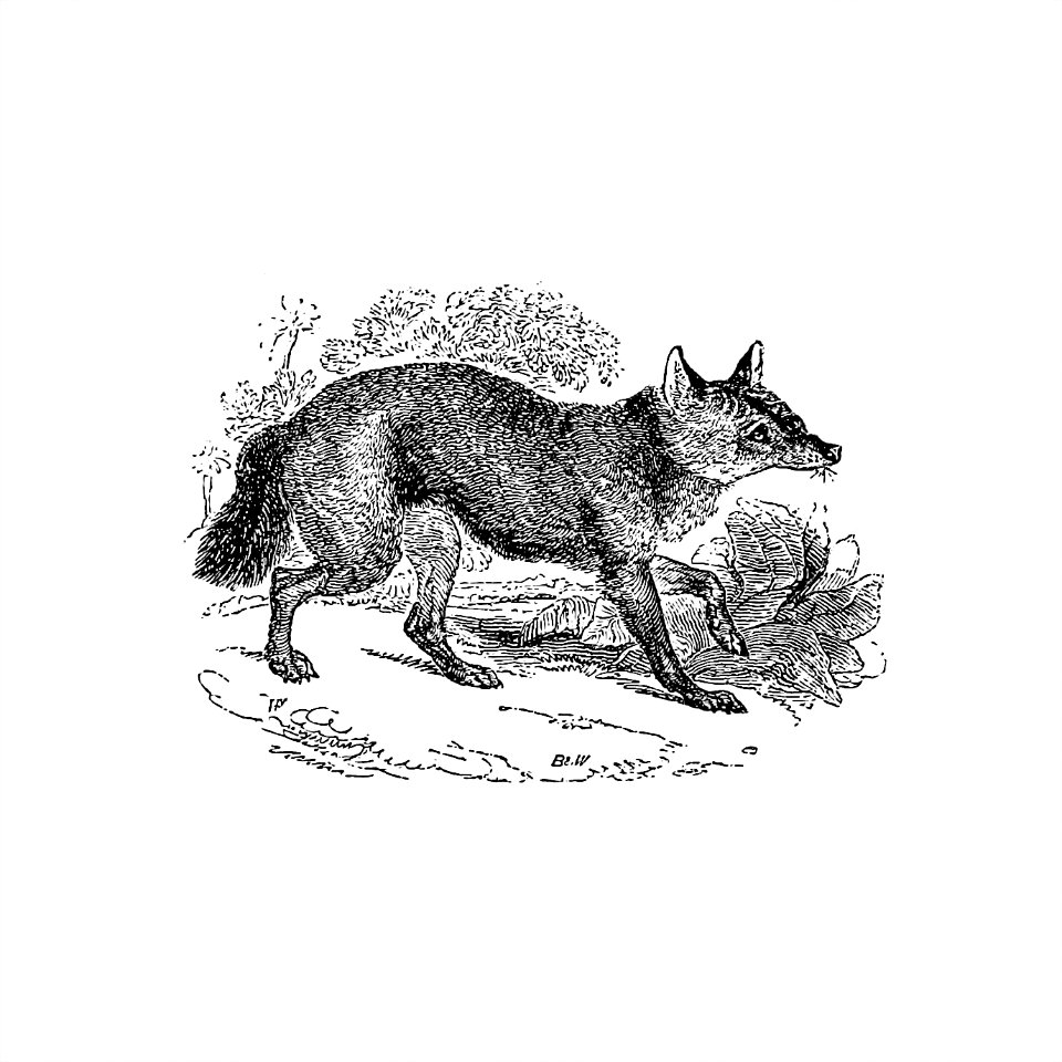 Jackal from The Land of the Lion; or, Adventures Among the Wild Animals of Africa (1876).. Free illustration for personal and commercial use.