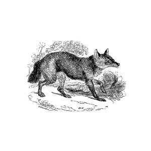 Jackal from The Land of the Lion; or, Adventures Among the Wild Animals of Africa (1876).. Free illustration for personal and commercial use.