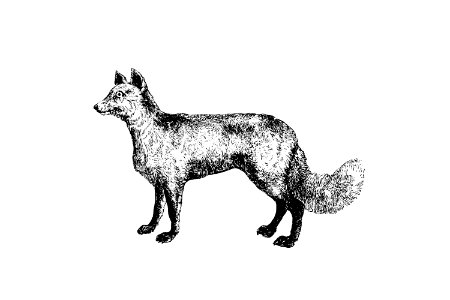 Mountain fox published by William Blackwood & Sons (1840).. Free illustration for personal and commercial use.