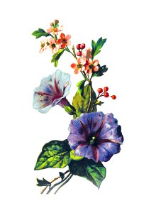 Convolvulus Pink Mayflower from Poets in the Garden published by T. Fisher Unwin (1886).. Free illustration for personal and commercial use.