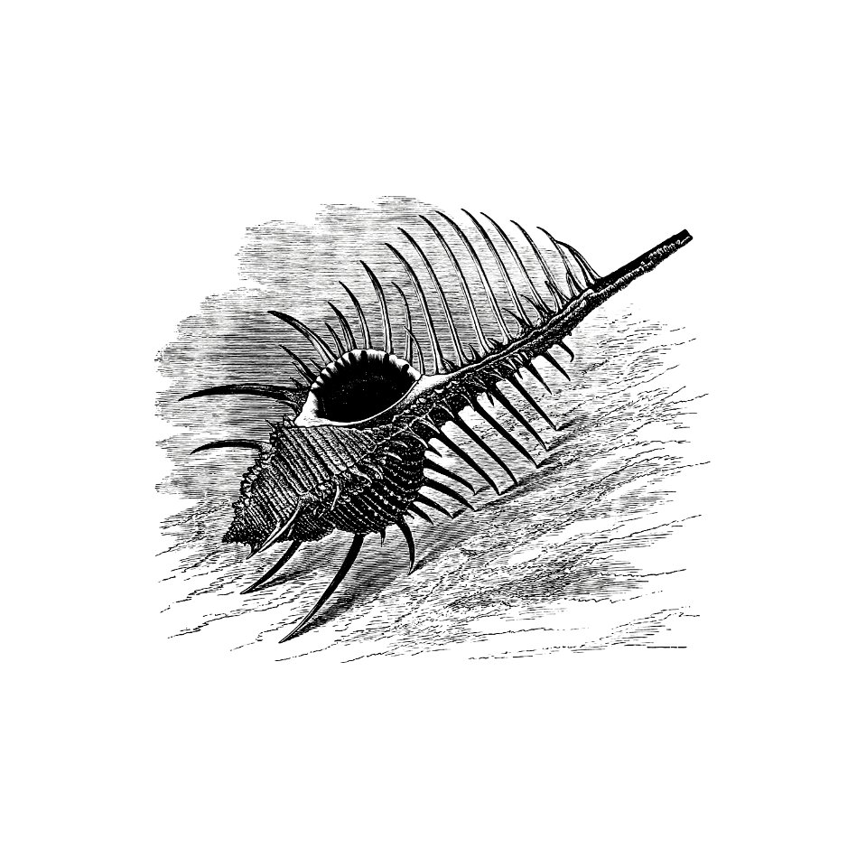 Venus comb from The Book Of The Ocean published by Century Co. (1898).