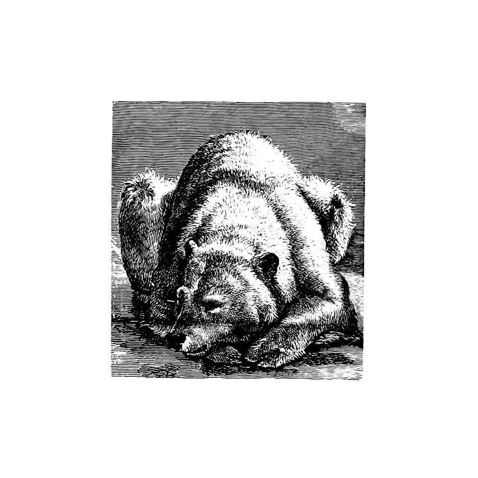 Bear from Nimrod In The North, Or Hunting And Fishing Adventures In The Artic Regions published by Cassell & Co. (1885).
