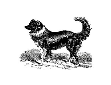 Dog from Kenneth McAlpine, A Tale Of Mountain, Moorland, And Sea published by S.W Partridge & Co. (1885).. Free illustration for personal and commercial use.