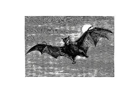 Flying bat from Woodland Romances; Or, Fables And Fancies by Clara L. Mateaux (1877).. Free illustration for personal and commercial use.
