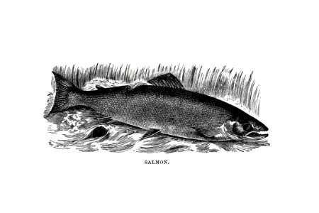 Salmon from Nimrod In The North, Or Hunting And Fishing Adventures In The Artic Regions published by Cassell & Co. (1885).. Free illustration for personal and commercial use.