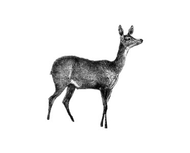 Doe deer from Great African Travellers, From Bruce And Mungo Park To Livingstone And Stanley... With.. Illustrations published by G. Routledge & Sons (1890).. Free illustration for personal and commercial use.