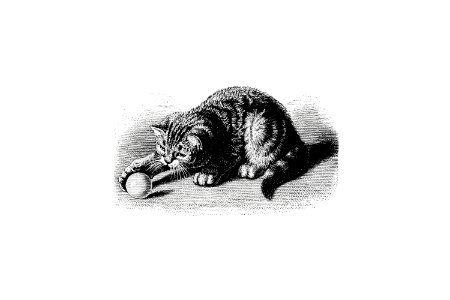 Playful cat from When Life is Young, A Collection of Verse For Boys and Girls published by Century Co. (1894).