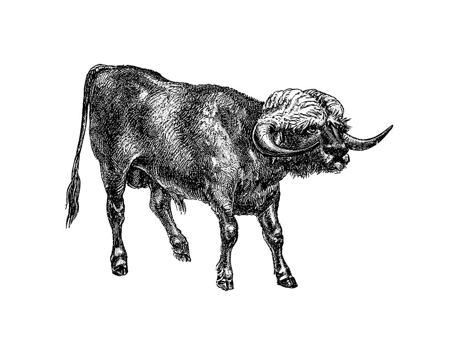 Bull from Portuguese Expedition To Muatianvua. Ethnographie And Traditional History Of The People Of The Lunda ... edited by H. Casanova (1890).. Free illustration for personal and commercial use.