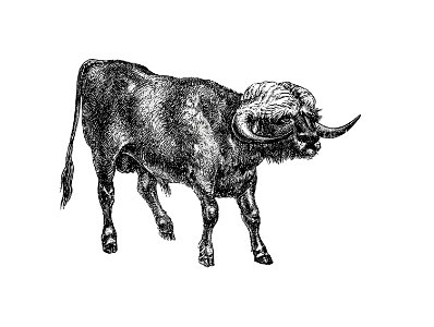 Bull from Portuguese Expedition To Muatianvua. Ethnographie And Traditional History Of The People Of The Lunda ... edited by H. Casanova (1890).