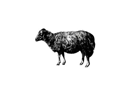 Sheep, In The Malakani Colony from Russia Described And Illustrated By Dixon, Biancardi, Moynet, Vereschaguine And Henriet, And By Professor A. Degubernatis (1877).. Free illustration for personal and commercial use.