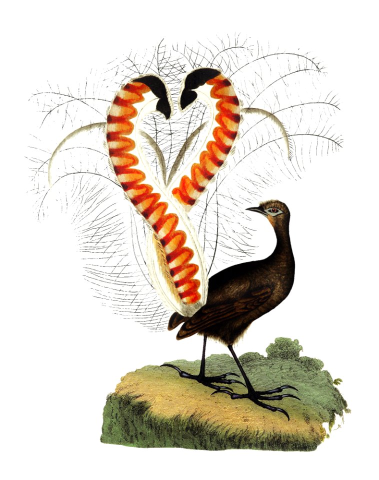 Lyrebird from An Account of the English Colony in New South Wales (1804) published by David Collins.