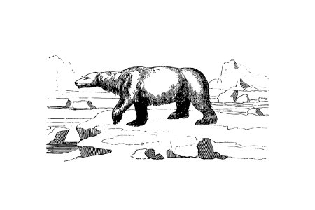 Polar bear from A Peep At The Esquimaux; Or Scenes On The Ice: To Which Is Annexed A Polar Pastoral (1825) by Lady.