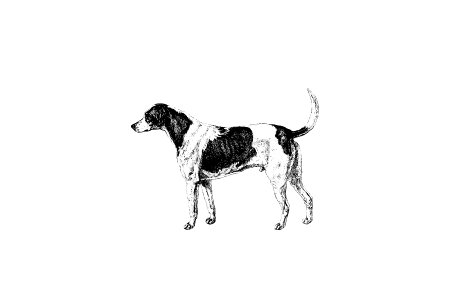 American Foxhound from The Life of a Foxhound (1848) published by John Mills.